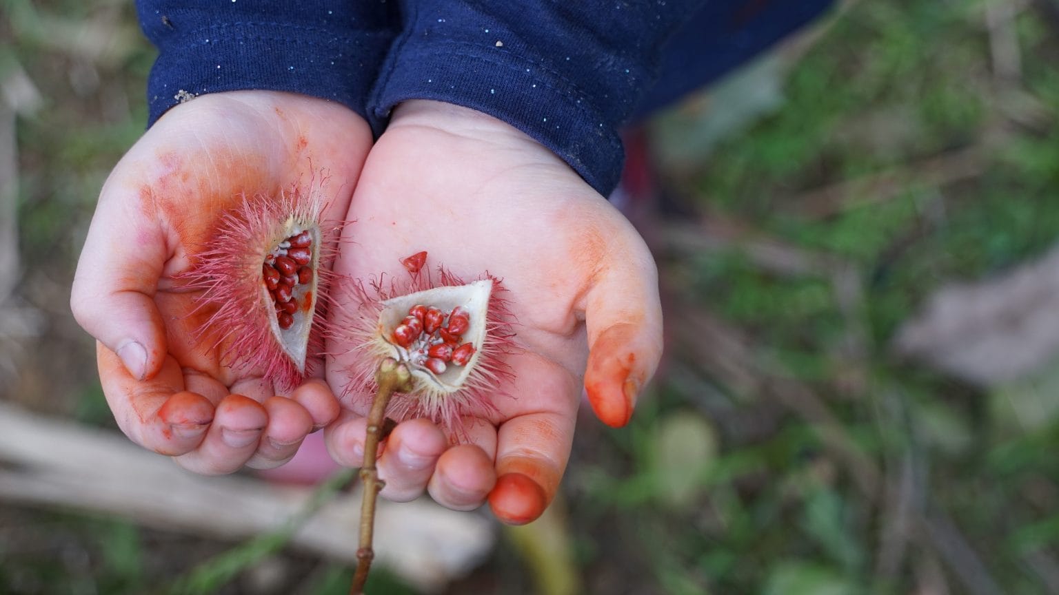 What Is Annatto The Good The Bad And The Flavorful The Seasoning Road what-is-annatto-the-good-the-bad-and-the-flavorful-the-seasoning-road